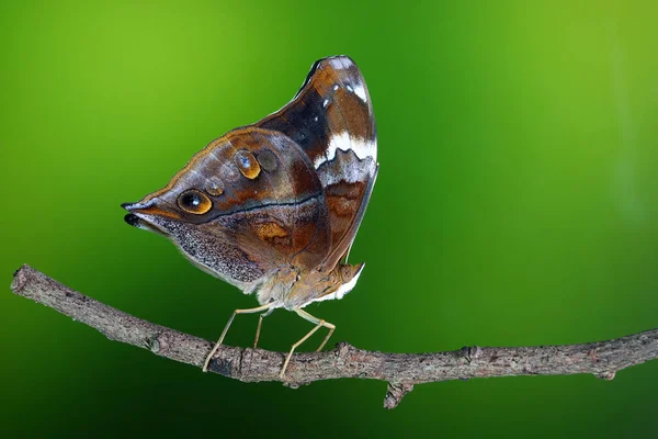 Outono Folha Borboleta Doleschallia Bisaltide Também Conhecido Como Borboleta Folheando — Fotografia de Stock