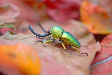 Beetles/Insect : Lamprima adolphinae or Sawtooth beetle is a species of stag beetle in Lucanidae family found on New Guinea and Papua. Widely in coloration; green, gold, brown, and blue metallic color