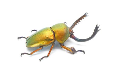 Beetles/Insect : Lamprima adolphinae or Sawtooth beetle is a species of stag beetle in Lucanidae family found on New Guinea and Papua. Gold color beetle isolated on White background