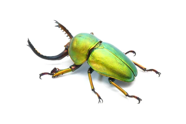 Beetles Insect Lamprima Adolphinae Sawtooth Beetle Species Stag Beetle Lucanidae — Stock Fotó