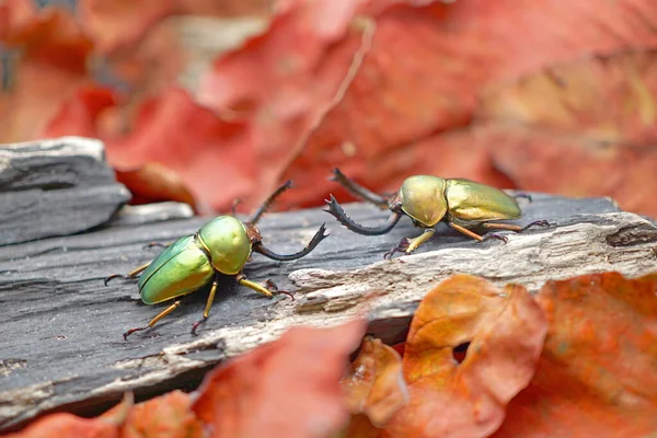 Beetles Insect Lamprima Adolphinae Sawtooth Beetle Species Stag Beetle Lucanidae — Foto de Stock