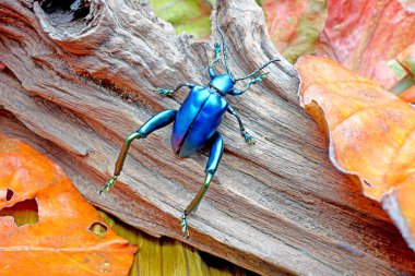 Beautiful metallic color beetle, Frog-legged leaf beetle (Sagra femorata), found in Southeast Asia
