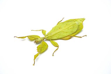 Leaf insect (Phyllium bioculatum) isolated on white background 