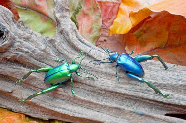 Beautiful metallic color beetle, Frog-legged leaf beetle (Sagra femorata), found in Southeast Asia