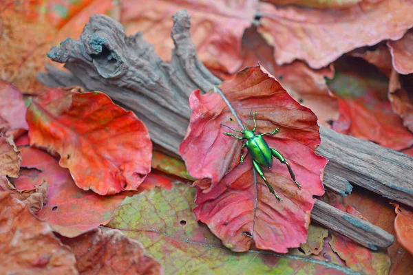 Beautiful Metallic Color Beetle Frog Legged Leaf Beetle Sagra Femorata — Stock Fotó