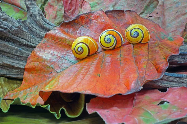 Snails Cuban Snails Polymita Picta World Most Colorful Beautiful Land — Stock Photo, Image