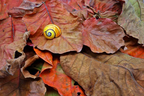 Snails Cuban Snails Polymita Picta World Most Colorful Beautiful Land — Stock Fotó