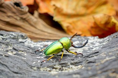 Sawtooth Beetle (Lamprima adolphinae), Yeni Gine ve Papua 'da bulunan bir erkek geyik böceği türüdür. Renk olarak geniş; yeşil, altın, kahverengi ve mavi metalik