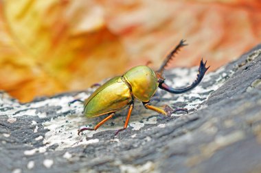 Sawtooth Beetle (Lamprima adolphinae), Yeni Gine ve Papua 'da bulunan bir erkek geyik böceği türüdür. Renk olarak geniş; yeşil, altın, kahverengi ve mavi metalik