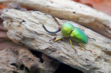 Sawtooth Beetle (Lamprima adolphinae), Yeni Gine ve Papua 'da bulunan bir erkek geyik böceği türüdür. Renk olarak geniş; yeşil, altın, kahverengi ve mavi metalik
