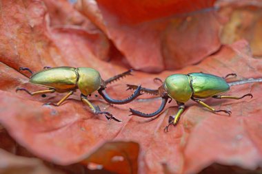 Sawtooth Beetle (Lamprima adolphinae), Yeni Gine ve Papua 'da bulunan bir erkek geyik böceği türüdür. Renk olarak geniş; yeşil, altın, kahverengi ve mavi metalik