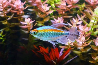Aquarium fish : Congo tetra fish (Phenacogrammus interruptus) is a species of fish in the African tetra family, found in the central Congo River Basin in Africa.