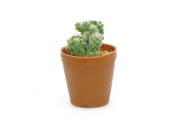 Cactus Vaso Isolato Sfondo Bianco — Foto Stock