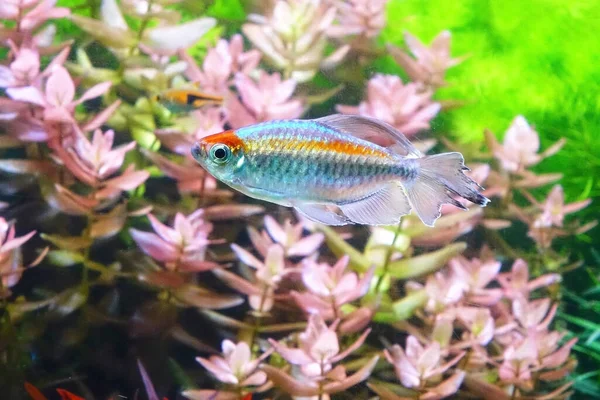 Aquarium Fish Congo Tetra Fish Phenacogrammus Interruptus Species Fish African — Stok Foto