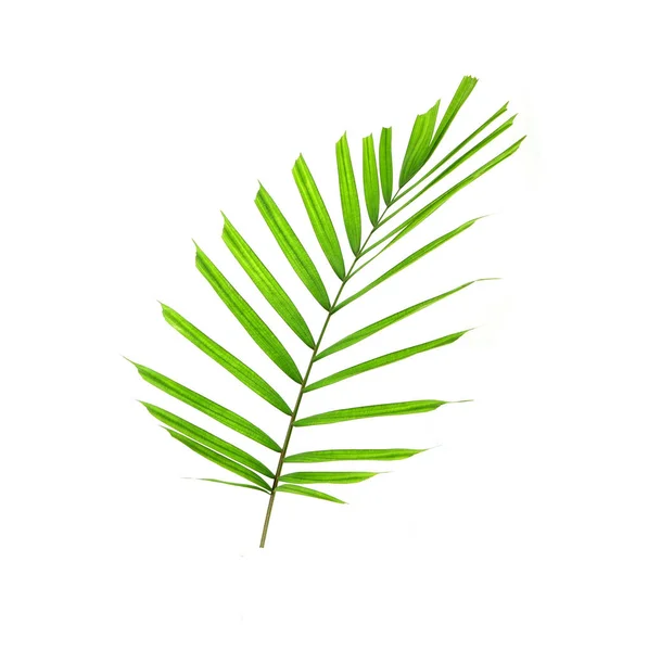 Liść Palmy Tropikalnej Izolowany Białym Tle Mały Liść Palmowy Dekoracji — Zdjęcie stockowe