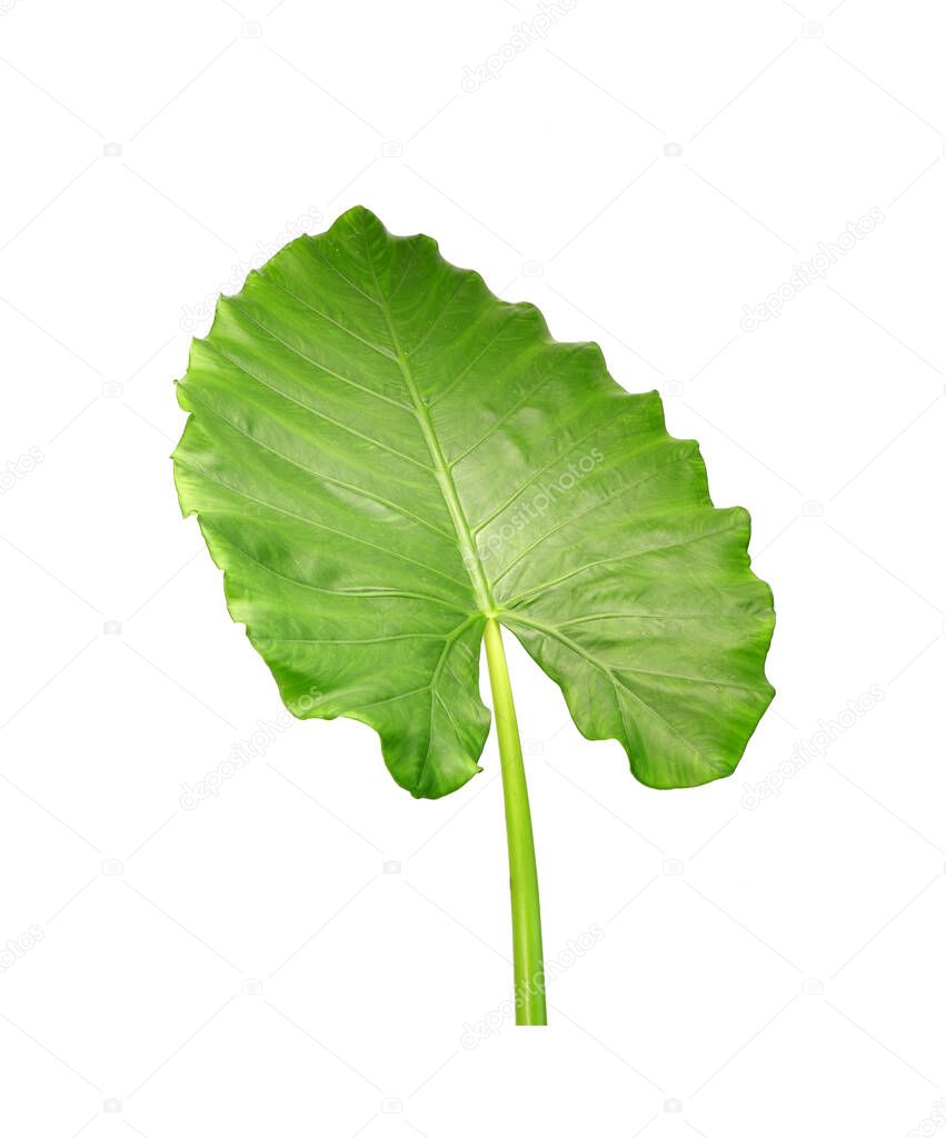 Alocasia leaf isolated on white background. Elephant ear, Giant alocasia or Giant taro , popular ornamental plants for tropical garden and indoor decoration