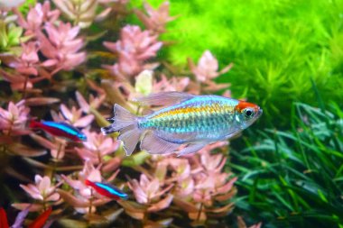 Aquarium fish : Congo tetra fish (Phenacogrammus interruptus) is a species of fish in the African tetra family, found in the central Congo River Basin in Africa.
