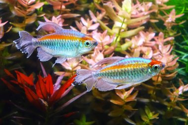 Aquarium fish : Congo tetra fish (Phenacogrammus interruptus) is a species of fish in the African tetra family, found in the central Congo River Basin in Africa.