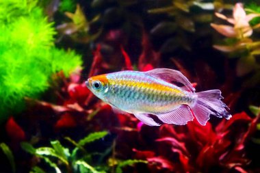 Aquarium fish : Congo tetra fish (Phenacogrammus interruptus) is a species of fish in the African tetra family, found in the central Congo River Basin in Africa.