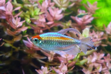 Aquarium fish : Congo tetra fish (Phenacogrammus interruptus) is a species of fish in the African tetra family, found in the central Congo River Basin in Africa.