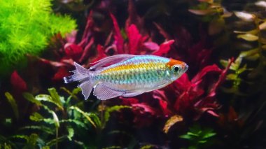 Aquarium fish : Congo tetra fish (Phenacogrammus interruptus) is a species of fish in the African tetra family, found in the central Congo River Basin in Africa.