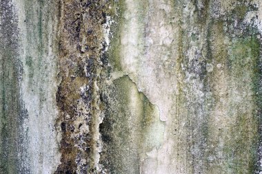 Weathered white concrete wall with algae and mold background and texture