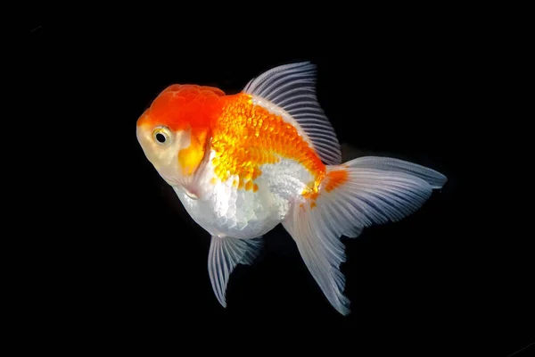 Goldfish Isolado Fundo Preto — Fotografia de Stock