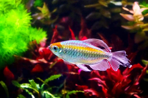 Aquarium Fish Congo Tetra Fish Phenacogrammus Interruptus Species Fish African — Stockfoto