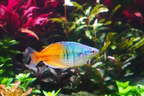 Aquarium Fish Boesemani Rainbow Fish Selective Focus — Stock Photo, Image