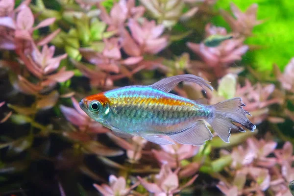 Aquarium Fish Congo Tetra Fish Phenacogrammus Interruptus Species Fish African — Stok Foto