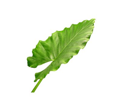 Alocasia yaprağı beyaz arka planda izole edilmiş. Fil kulağı, dev alocasia ya da dev taro, tropikal bahçe ve iç dekorasyon için popüler süs bitkileri.