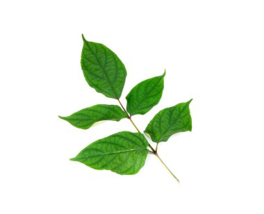 Beyaz arkaplanda Konjac yaprağı izole edildi. Vahşi Konjac yaprağı