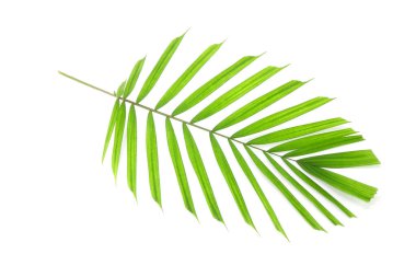 Beyaz arka planda yalıtılmış tropik palmiye yaprağı. Buket dekorasyonu için küçük palmiye yaprağı