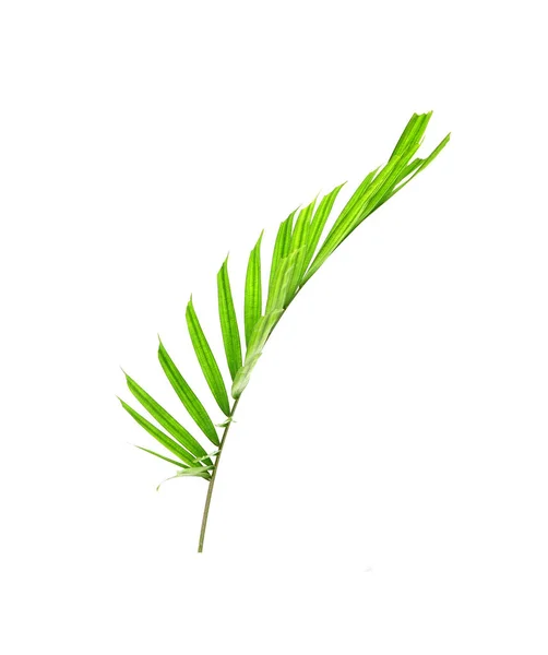 Tropiskt Palmblad Isolerad Vit Bakgrund Liten Palmblad För Bukett Dekoration — Stockfoto
