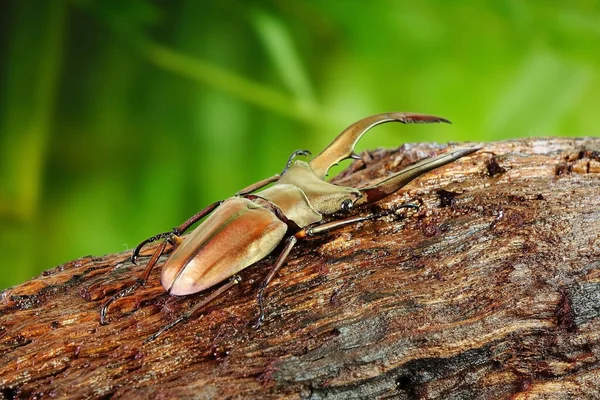 Cyclommatus Metallifer 是金丝虫科的一个属 美丽的甲虫 金光闪闪的身体 最有名的异国情调宠物之一 有选择的重点 模糊的背景 — 图库照片