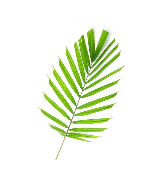 Liść Palmy Tropikalnej Izolowany Białym Tle Mały Liść Palmowy Dekoracji — Zdjęcie stockowe