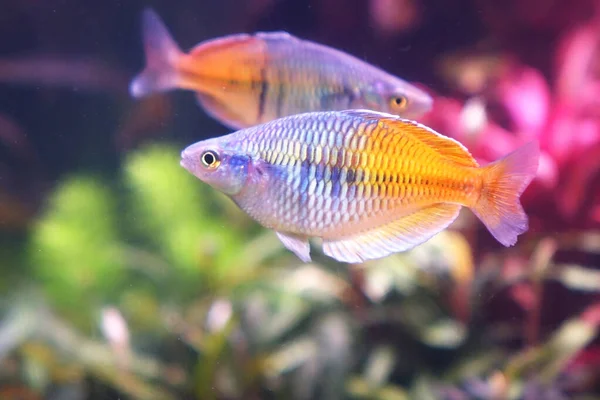 Poissons Aquarium Boesemani Rainbow Fish Soft Focus — Photo