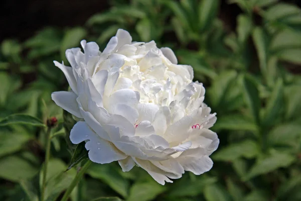 Fleur Pivoine Blanche Dans Jardin Chinois — Photo