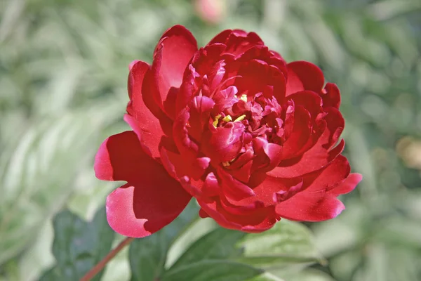 Flor fresca e brilhante de peão florescendo de perto