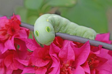 Cute Caterpillar with big eyes on Pink flowers clipart