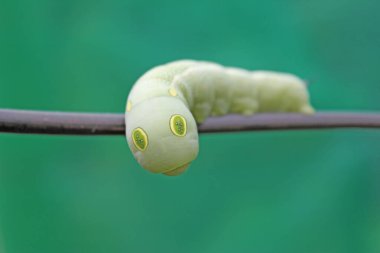 Büyük gözler tırtıl, kopyalama alanı ile seçici odak