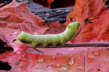 Büyük gözler tırtıl, şirin güve tırtılları, kopya alanı ile seçici odak