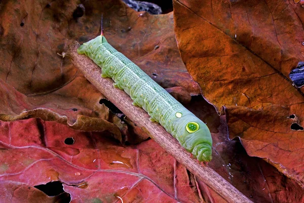 Big Eyes Caterpillar Cute Moth Caterpillars Selective Focus Copy Space — Stock Photo, Image