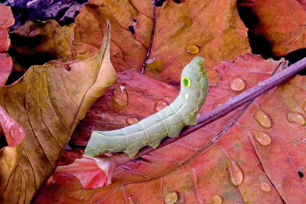 Big eyes caterpillar, Cute moth caterpillars, selective focus with copy space