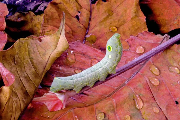 Big Eyes Caterpillar Cute Moth Caterpillars Selective Focus Copy Space — Stock Photo, Image