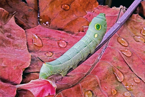 Big Eyes Caterpillar Cute Moth Caterpillars Selective Focus Copy Space — Stock Photo, Image