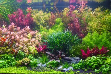Akvaryum tankındaki renkli su bitkilerinin doğa Hollanda tarzı su kuyusu düzeni