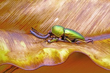 Sawtooth Beetle (Lamprima adolphinae), Yeni Gine ve Papua 'da bulunan bir erkek geyik böceği türüdür. Renk olarak geniş; yeşil, altın, kahverengi ve mavi metalik