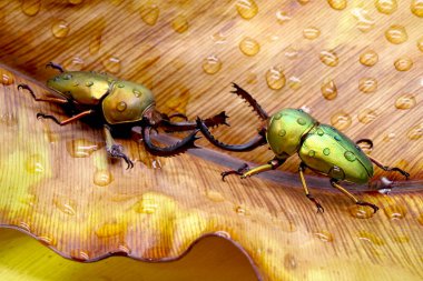 Sawtooth Beetle (Lamprima adolphinae), Yeni Gine ve Papua 'da bulunan bir erkek geyik böceği türüdür. Renk olarak geniş; yeşil, altın, kahverengi ve mavi metalik