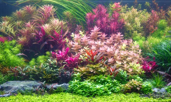 Plantes Aquatiques Colorées Dans Réservoir Aquarium Avec Aménagement Aquascaping Style — Photo